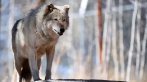 Ranching groups, sheriff call on Colorado to kill 2 wolves behind depredations