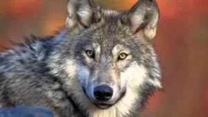 DEMOCRATS LIED: Colorado wolf reintroduction cost $3 million — thrice as much as voters were told in 2020