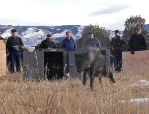 4 more cattle killed by wolves in Colorado, local stockgrowers ask state to kill 2 wolves