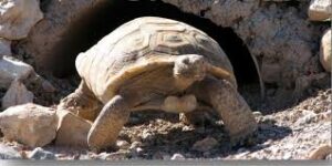 Mojave Max emerges from burrow, marking beginning of spring-like weather in Southern Nevada