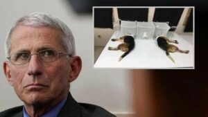 FAUCI THE FRAUD ALERT: Trump NIH Shuts Down Fauci’s Cruel Experiments On Beagles After More Than 40 Years