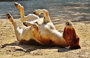 Democrats Head Into Elections Pushing $1.5 Trillion Tax Increase