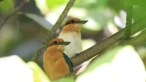 Once-extinct bird species lays first wild eggs in 40 years at Palmyra Atoll