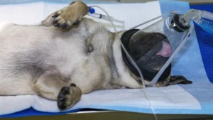 Williams: Dogs shouldn’t have to die for new medications