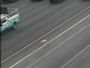 WATCH: Dog escapes police after running loose on Las Vegas freeway