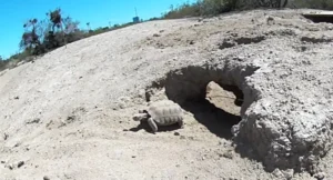 Mojave Max arrives late breaking previous record, signaling spring in Nevada