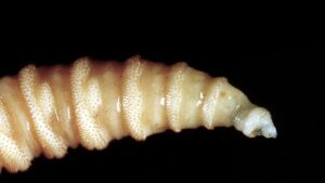 INVASION USA: USDA confirms fifth US case of screwworm in Texas, New Mexico
