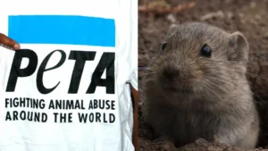 Oregon Health & Science University ordered to pay $400K to PETA over experiment that made rodents ingest copious amounts of wine