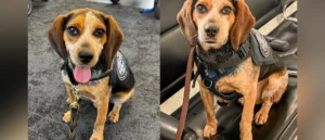 DEPORTATION USA: Egyptian Man Deported After Kicking CBP Airport Dog into the Air for Sniffing Contraband in His Luggage