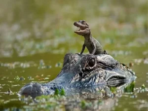 DHS Approves ‘Alligator Alcatraz’ for Illegal Aliens in Florida