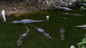 VIDEO: DeSantis Tours ALLIGATOR ALCATRAZ Detention Center for Illegals