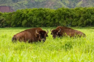 Hanalei’s herd of bison have a new home to roam