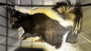 Honolulu police capture skunk at Kakaako Waterfront Park