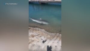 Caught on camera: Tiger shark swims into Waianae Boat Harbor