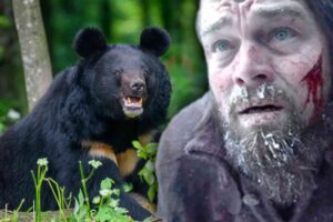 Japan hits 10 deaths from bear maulings this year as attacks skyrocket across the country