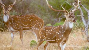 Applications to open for 2027 Lanai axis deer hunting season