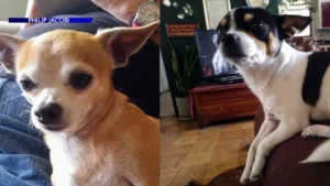 2 Adams County men battling terminal illness desperate to find dogs stolen in car theft