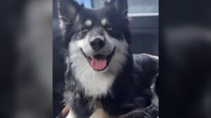 Denver woman says her dog was stolen from her car while shopping