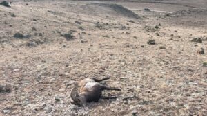 Officials need help finding suspect in illegal killing of bighorn ram near Saguache