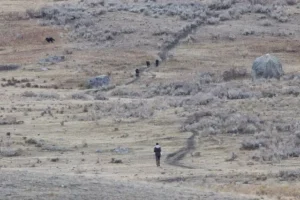 ‘Idiot’ dares death by approaching wolfpack in Yellowstone National Park, wild video shows