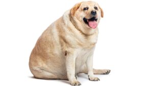 FAT DOG ALERT: ‘Ozempic’ For Pets With Irresponsible Owners Now In Testing
