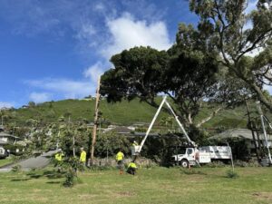 Crews will be removing a 70-foot tall Bodhi tree on Manoa Road on February 2 and will take up to 10 days