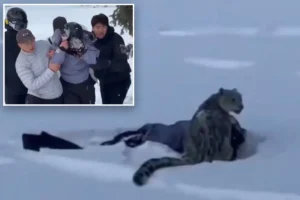 Skier in China mauled by snow leopard after getting too close for a picture