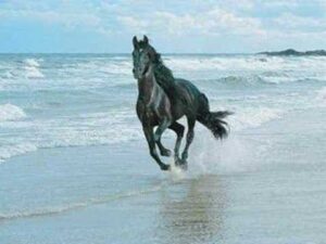 Michael Murphey – “Wildfire” (1975)