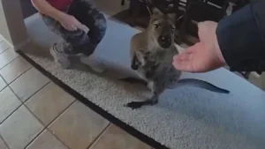 Colorado deputies track down “Charlie the Wallaby” seen running around Highlands Ranch neighborhood