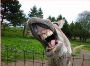 The Democrat Party Represents Everybody but Americans: Democrats love foreigners but despise the U.S.A.