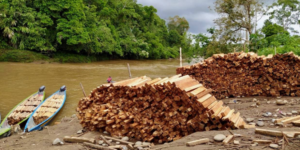 EXCLUSIVE: Half a Million Balsa Trees Illegally Logged in Amazon Rainforest Every Year to Feed Global Wind Turbine Demand
