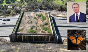 NEWSCUM ALERT: New Investigation Exposes Gavin Newsom’s $114M Butterfly Bridge