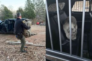 North Carolina police have finally nabbed the elusive “Pig Burglar”