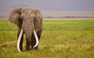 RINOs Learned Nothing from Trump’s Victories: Senator Thune must step up or step aside