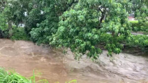 Swollen Manoa Stream after several days of rain