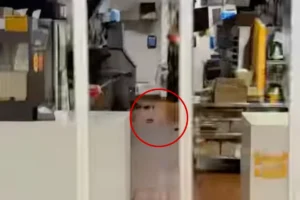 THE FEAST: Rats spotted at McDonald’s inside California Walmart