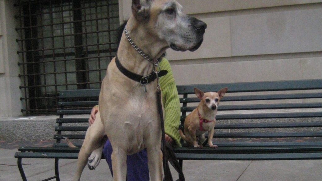 Ladies, Don’t Get A Big Dog That You Can’t Control