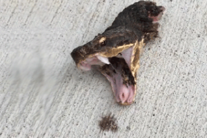 SNAKE HEAD ALERT: Carville tells Democrats to keep it quiet on their plan to seize permanent power