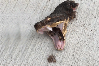 SNAKE HEAD ALERT: Carville tells Democrats to keep it quiet on their plan to seize permanent power