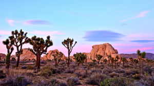 Hiker stumbles on human skull in iconic California desert as mystery grows and detectives open homicide probe
