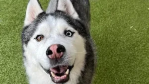 Airman in Aurora pleads for help finding missing dog, car after trusted house sitter disappears