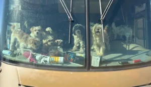 114 dogs rescued from RV in Mesquite as suspects face animal abuse charges
