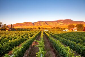 GRAND VALLEY SIPPING TOUR: 8 Must-Visit Wineries To Visit In and Around Palisade