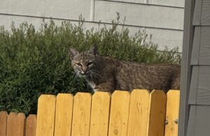 Bobcat spotted roaming Centennial neighborhood. See it prowl through yards, streets
