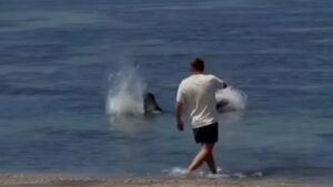 Entitled Hawaii tourist from Seattle boasts ‘I don’t care I’m rich’ after being filmed hurling rocks at endangered seal