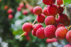 Everything You Need To Know About Lychee in Hawaiʻi