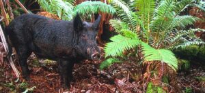 Is the pig you hunt in Hawaii safe to consume? Here’s what you should know