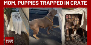 Mama dog and puppies rescued after being trapped behind a dumpster in a Las Vegas business park