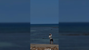 DUMB AND DUMBER ALERT — WATCH: Man throws rock at Hawaiian monk seal near the beach at Lahaina