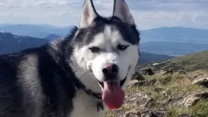 Man accused of taking Aurora airman’s dog that was found dead is arrested in Florida